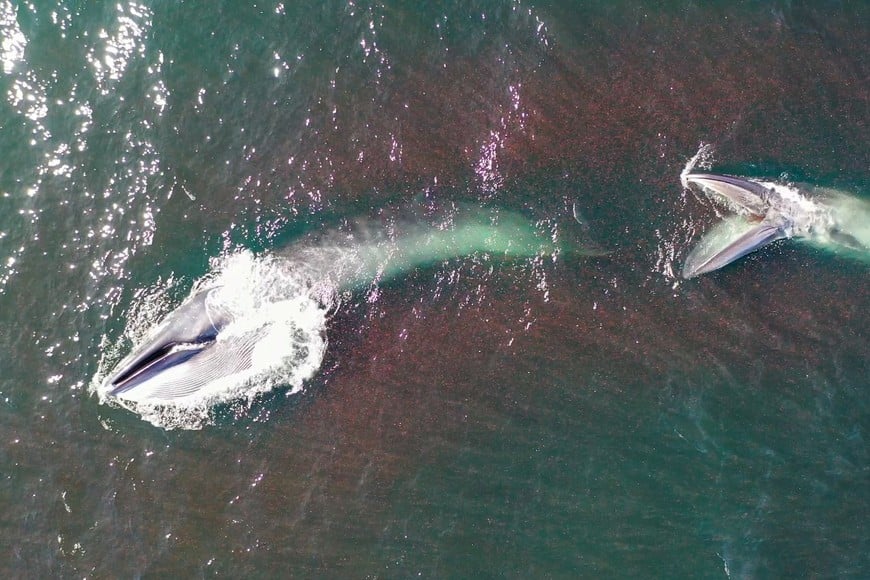 Ballena sei en el Golfo San Jorge: un avistaje que volvió a ser posible. Foto: SEI Fotografías