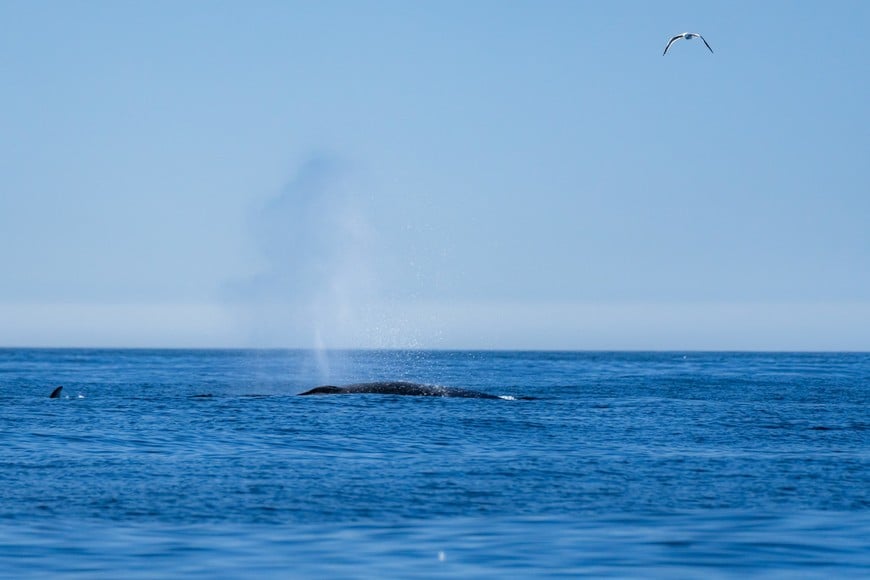 Ballena sei en el Golfo San Jorge: un avistaje que volvió a ser posible. Foto: SEI Fotografías