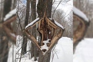 Las bajas temperaturas en Estados Unidos provocan que árboles se quiebren de manera repentina, emitiendo sonidos que recuerdan explosiones, sorprendiendo a todos.