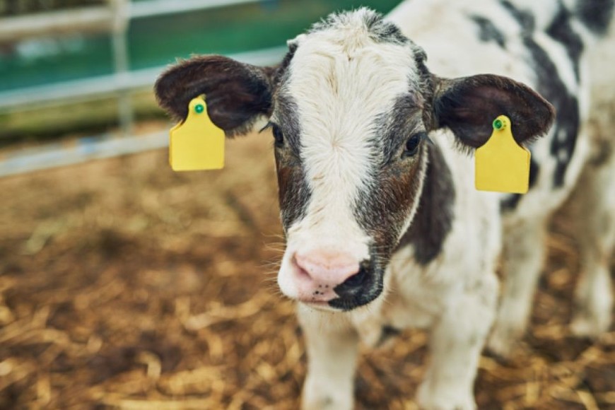 La abomasitis en bovinos es responsable de importantes tasas de mortalidad en terneros, pero continúa siendo una enfermedad silenciosa y subdiagnosticada durante las primeras etapas de crianza.