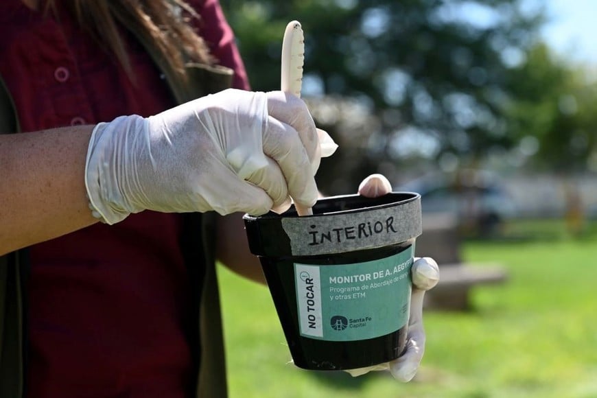 En esta última medición, se detectaron vectores adultos