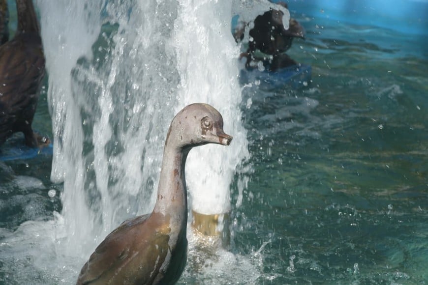 Las réplicas de biguás de la plaza 25 de Mayo y el que falta. Guillermo Di Salvatore.