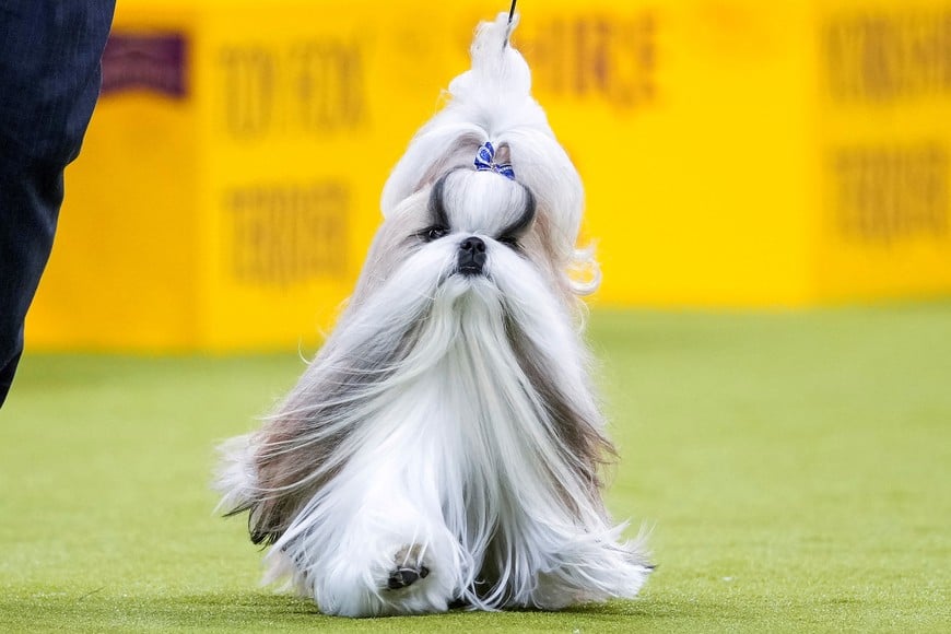 Comet, a Shih Tzu, competes to win the Toy Group during the 149th Annual Westminster Kennel Club Dog Show at the Madison Square Garden in New York City, New York, U.S., February 10, 2025. REUTERS/Eduardo Munoz
