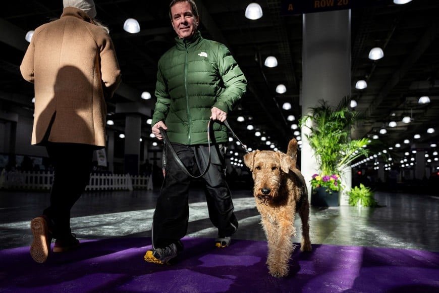 A dog is led through the floor of the 150th Annual Westminster Kennel Club Dog Show at the Jacob Javits Convention Center in Manhattan in New York City, U.S., January 31, 2026. REUTERS/Angelina Katsanis