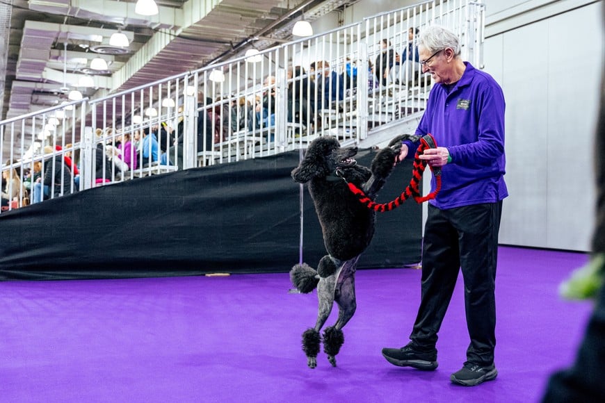 A poodle jumps up on his owner during the 150th Annual Westminster Kennel Club Dog Show at the Jacob Javits Convention Center in Manhattan in New York City, U.S., January 31, 2026. REUTERS/Angelina Katsanis