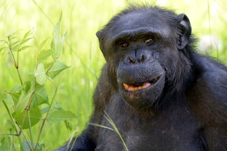 Tomy, el chimpancé que fue monitoreado a diario y cuya historia llegó a la Justicia.