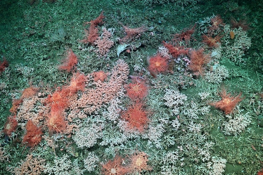 Imágenes del fondo del mar. Crédito: Schmidt Ocean Institute.