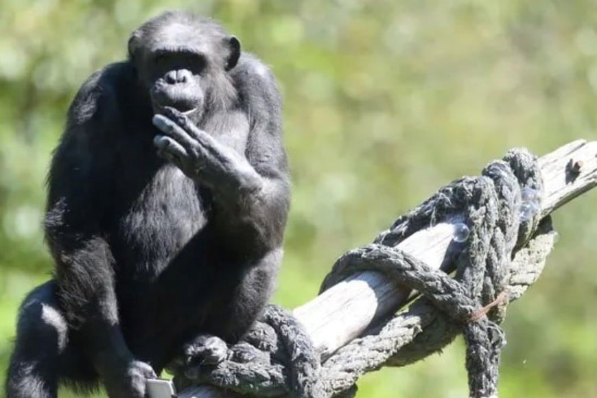 El chimpancé fue rescatado de un circo que vivió 46 años en Bioparque.