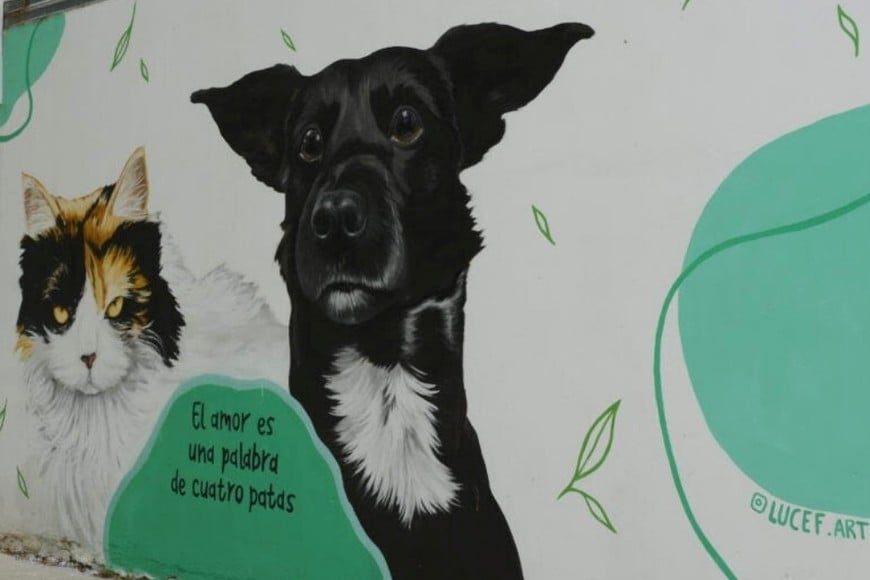 La Municipalidad de Santa Fe sancionará al dueño del pitbull que mató a “Garrafa”