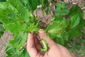 Herbicidas hormonales: cuando el aliado se puede convertir en enemigo