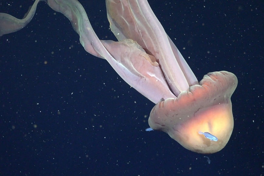 Una medusa gigante fue hallada en el Mar Argentino. Crédito: Schmidt Ocean Institute.