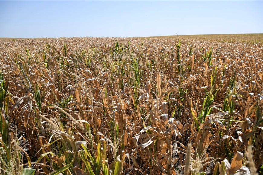 Dry corn plants are seen on a farm hit by drought and a heat wave, impacting Argentina's grains farmers and sharply cutting the forecasts for the 2021/22 corn and soybean harvests, in Victoria, Entre Rios, Argentina January 13, 2022. REUTERS/Stringer NO RESALES. NO ARCHIVES.