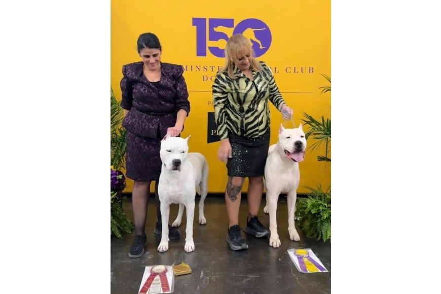 Toky junto a Wenopa Antu Makto, la mejor Dogo Argentino del sexo opuesto.