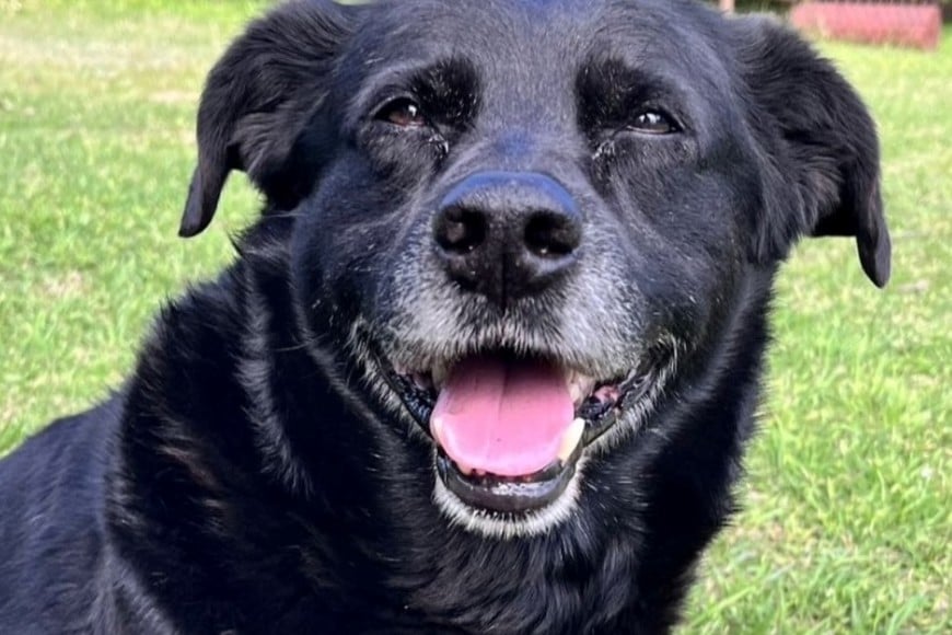 “Garrafa”, el perro comunitario de Ciudad Universitaria, era muy querido por la comunidad.