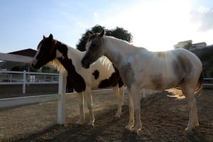 Según las primeras investigaciones, la mujer habría muerto tras ser pisoteada por los animales.  Imagen ilustrativa. REUTERS/Raghed Waked