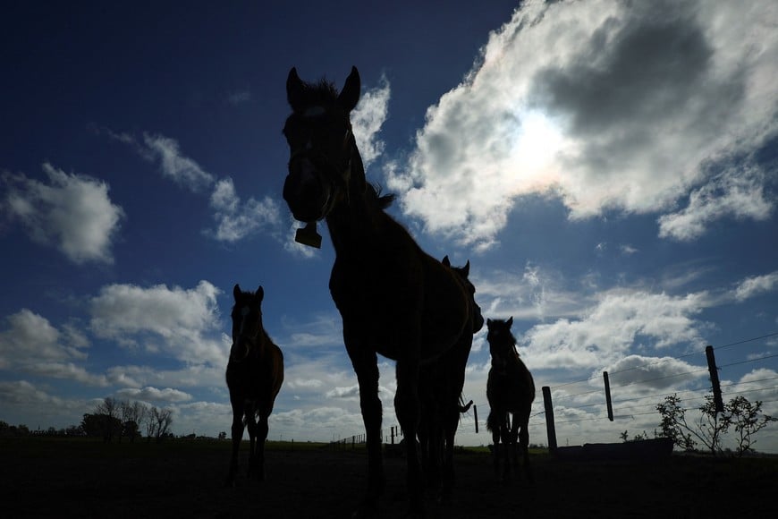 The world's first genetically edited horses, designed by Kheiron Biotech to achieve exceptional speed, stand silhouetted in an enclosure in San Antonio de Areco, near Buenos Aires, Argentina July 29, 2025. REUTERS/Agustin Marcarian