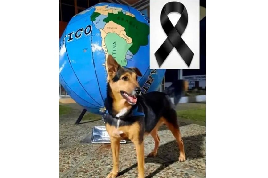 El posteo en redes sociales tras el hallazgo del perro de Luciano Emeri muerto