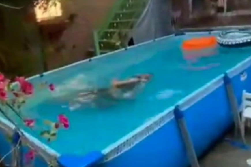 Tras el impacto en el agua quedó brevemente inconsciente.