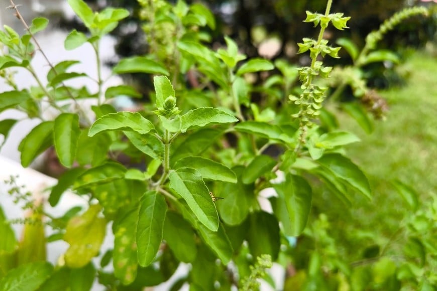 Albahaca junto a ventanas: repeler garrapatas mientras se disfruta de su aroma y uso culinario.