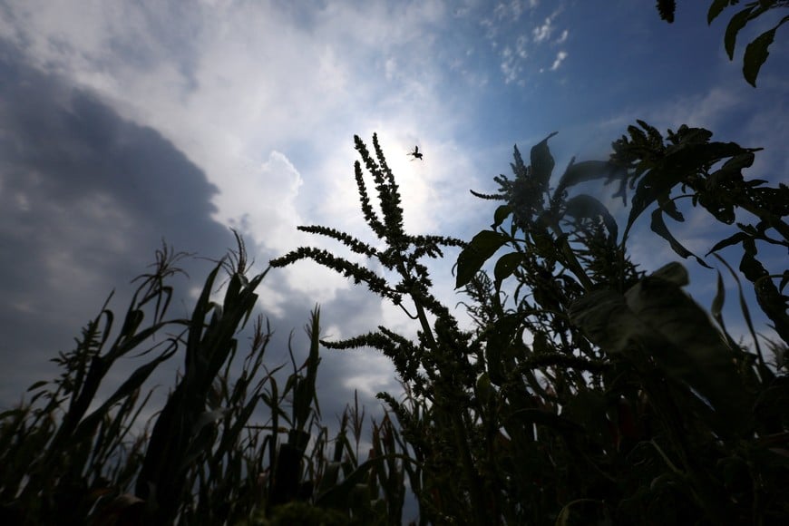 Corn plants affected by hot weather and a lack of rain stand on a farm in Chivilcoy, on the outskirts of Buenos Aires, Argentina, February 5, 2026. REUTERS/Matias Baglietto