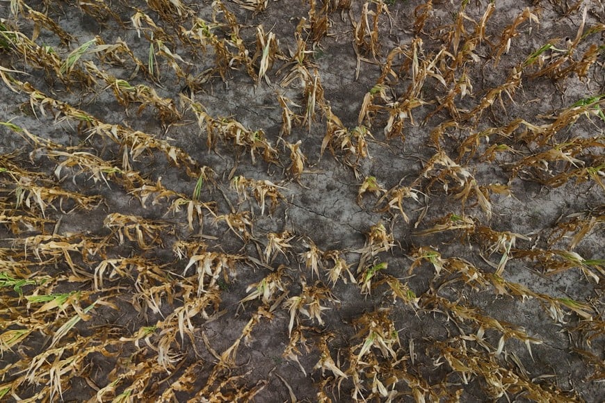 A drone view shows corn plants affected by hot weather and a lack of rain, on a farm in Pergamino, on the outskirts of Buenos Aires, Argentina February 5, 2026. REUTERS/Matias Baglietto