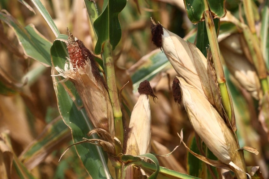 Corn plants affected by hot weather and a lack of rain stand on a farm in Chivilcoy, on the outskirts of Buenos Aires, Argentina, February 5, 2026. REUTERS/Matias Baglietto REFILE - CORRECTING CITY FROM "PERGAMINO" TO "CHIVILCOY".