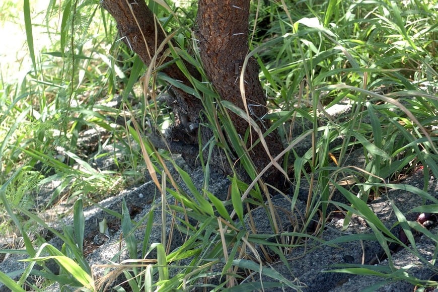 La vegetación había crecido sobre la defensa.

MCSF.