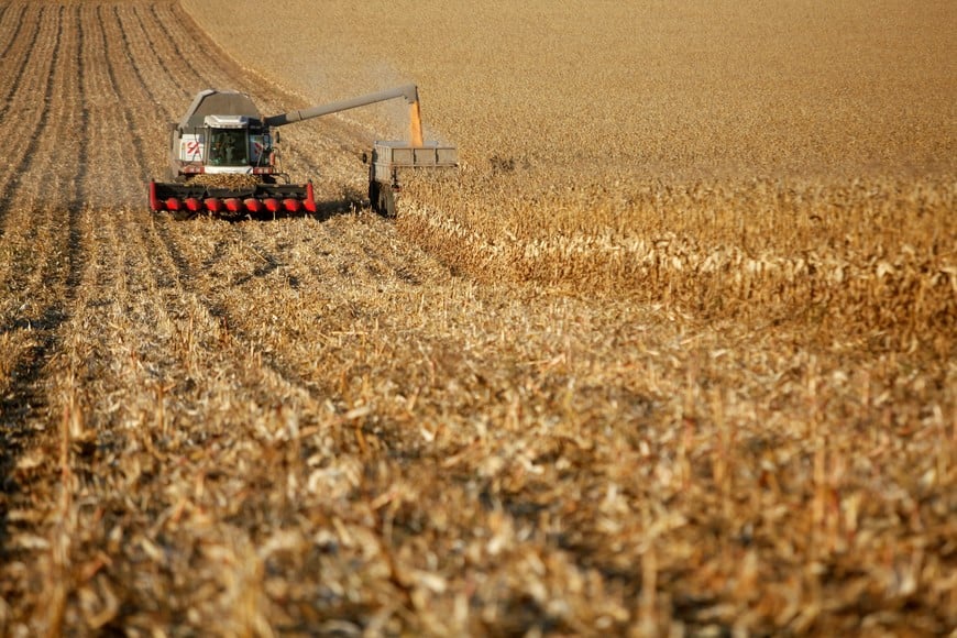 Employees operate a combine machine and a truck during corn harvesting in the village of Alexandrovskoye in Stavropol region, Russia, October 4, 2016. REUTERS/Eduard Korniyenko rusia Alexandrovskoye rusia cosecha de maiz en Alexandrovskoye campos cultivos plantaciones maquinaria agricola cosechadoras