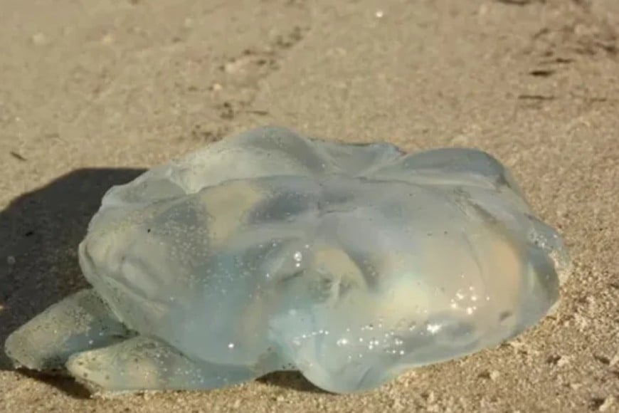 Las medusas poseen tentáculos con células urticantes que también pueden liberar toxinas al entrar en contacto con la piel humana.