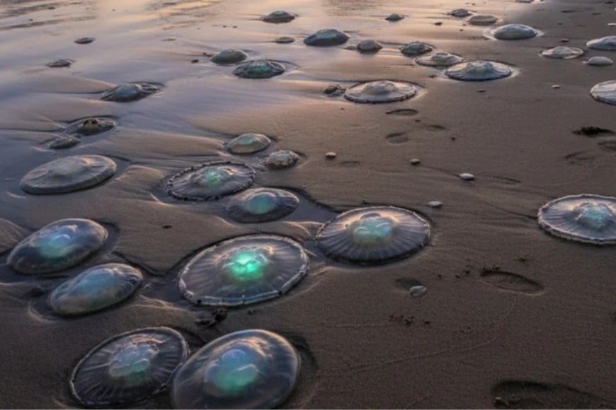 Las picaduras no representan un riesgo grave para la salud, aunque pueden resultar molestas