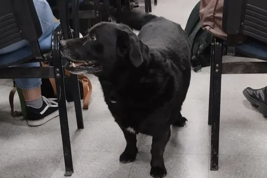 Imagen del muy querido y recordado "Garrafa", víctima del ataque mortal de un pitbull.