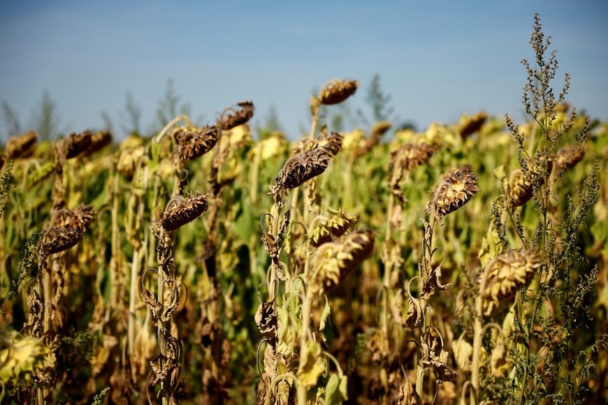 A sunflower field is seen near D'Huison-Longueville as a historical drought hits France, August 8, 2022. REUTERS/Sarah Meyssonnier