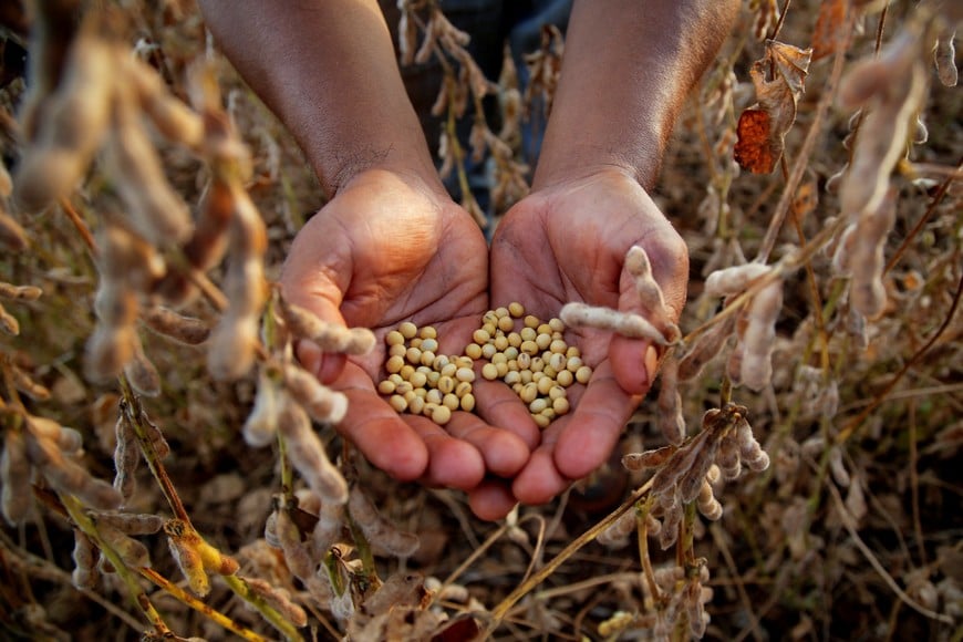 Farmer Pablo Piragi of the indigenous community Ache shows grains, as Paraguay's 2025/26 soybean crop is on track to exceed 10 million tons and could become the largest in the country's history, analysts and producers said, with the key summer harvest approaching its final phase, in Puerto Barra near Naranjal, Paraguay February 2, 2026. REUTERS/Cesar Olmedo