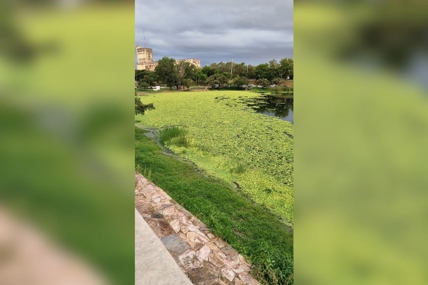 La vegetación flotante forma una alfombra verde continua que avanza sin control sobre el lago del sur de la ciudad.