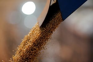 Grains are loaded on a truck, as Paraguay's 2025/26 soybean crop is on track to exceed 10 million tons and could become the largest in the country's history, analysts and producers said, with the key summer harvest approaching its final phase, in Santa Rita, Paraguay February 3, 2026. REUTERS/Cesar Olmedo
