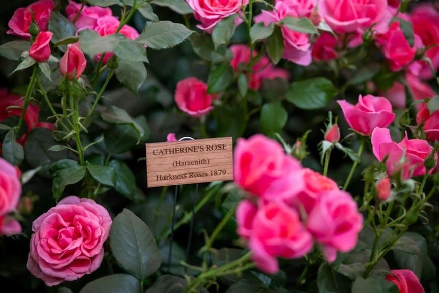 Catherine Rose en honor a Kate Middleton, princesa de Gales, se presentó en el Chelsea Flower Show del pasado mayo.