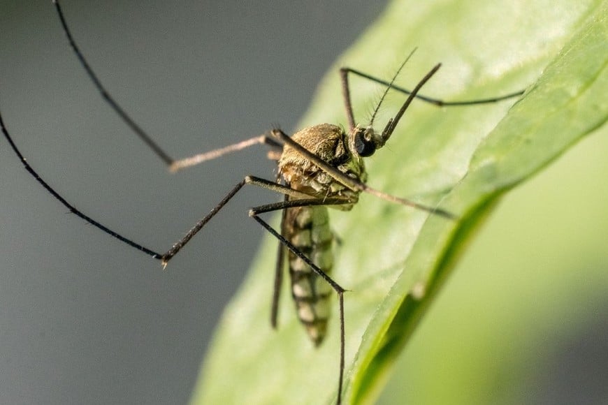 Solo cinco casos fueron clasificados como autóctonos, detectados en provincias como Buenos Aires y Formosa.