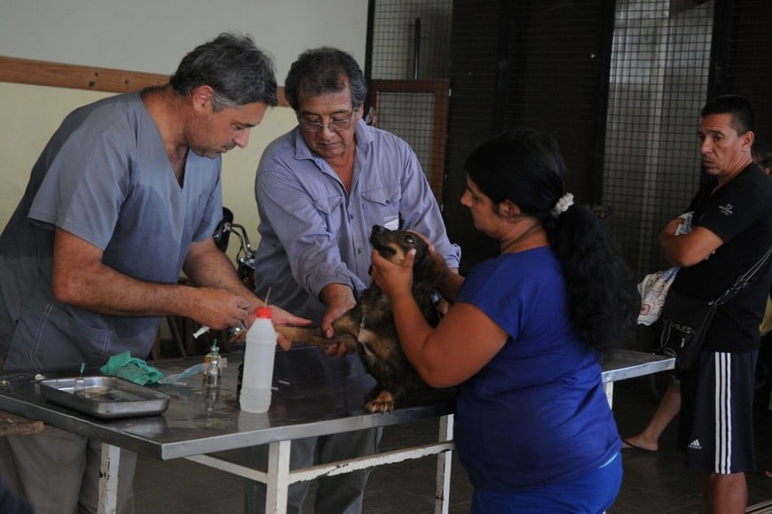 Las castraciones, claves en el control de la población animal. Crédito: Guillermo Di Salvatore