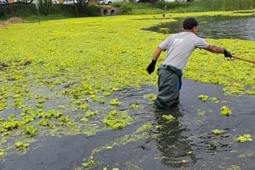 Cuadrillas municipales y cooperativas trabajan en la remoción manual de repollitos y algas en el lago del Parque del Sur.