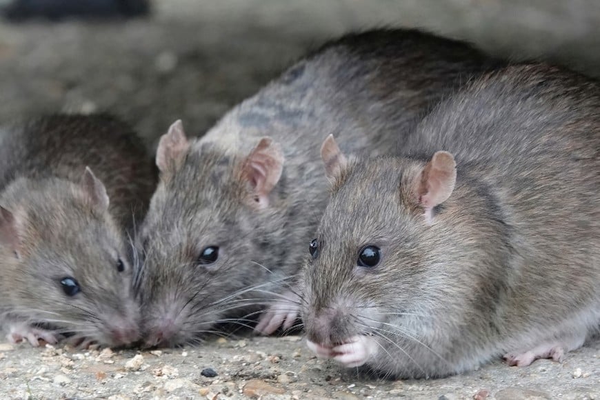 El perfil de los afectados muestra predominio en varones (79%) y en el grupo de 20 a 49 años.