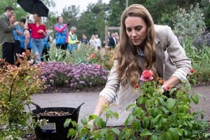 El rosal enviado es una variedad que la propia Kate cultiva y que simboliza la resiliencia.