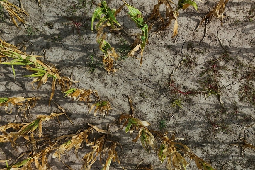 A drone view shows corn plants affected by hot weather and a lack of rain, on a farm in Chivilcoy, in the outskirts of Buenos Aires, Argentina, February 5, 2026. REUTERS/Matias Baglietto REFILE - CORRECTING CITY FROM "PERGAMINO" TO "CHIVILCOY".