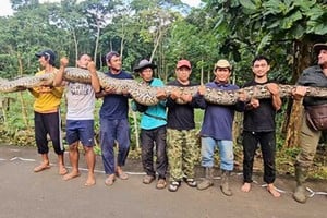 Ibu Baron, una serpiente de 96,5 kilos, es protagonista de un récord que reaviva la discusión sobre el tráfico ilegal de animales exóticos en el Sudeste Asiático.