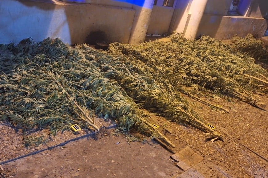 matheu 2400 procedimiento cre marihuana. Foto: Gentileza URI