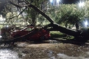 Se atendieron reclamos por cinco árboles y ramas de gran porte caídos. Foto: Roberto Ruciti
