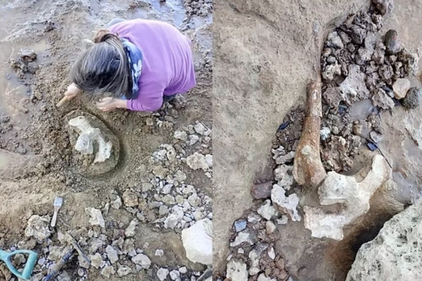 Entre los restos recuperados hay un fémur de 53 centímetros articulado con una cadera y dos vértebras.