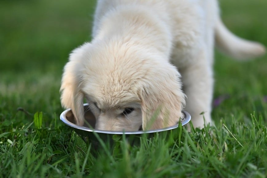 Las comidas livianas ayudan a una mejor digestión en jornadas calurosas.