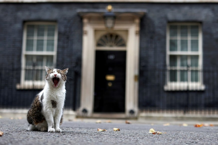 Larry the cat yawns outside Downing Street in London, Britain October 19, 2020. REUTERS/Simon Dawson     TPX IMAGES OF THE DAY