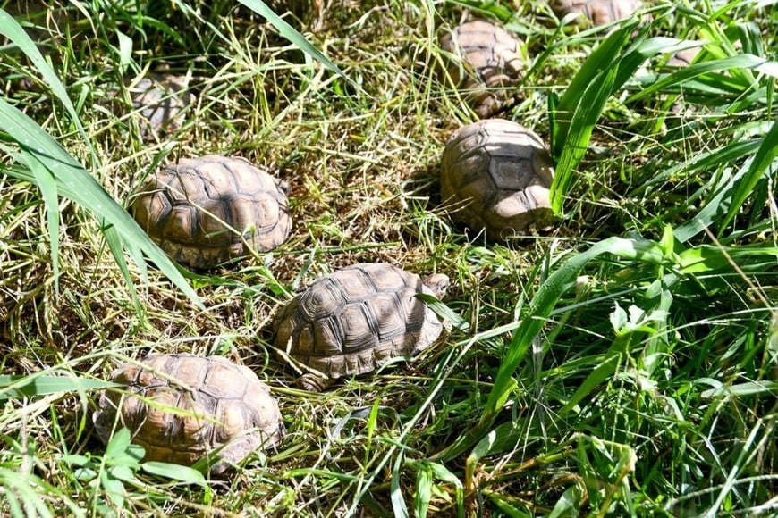 Ambiente: Provincia recibió más de 500 animales silvestres decomisados