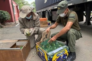 Santa Fe recibió más de 500 animales silvestres decomisados en la Ruta 34. Iban en un camión desde Santiago del Estero a Buenos Aires y quedaron en cuarentena.